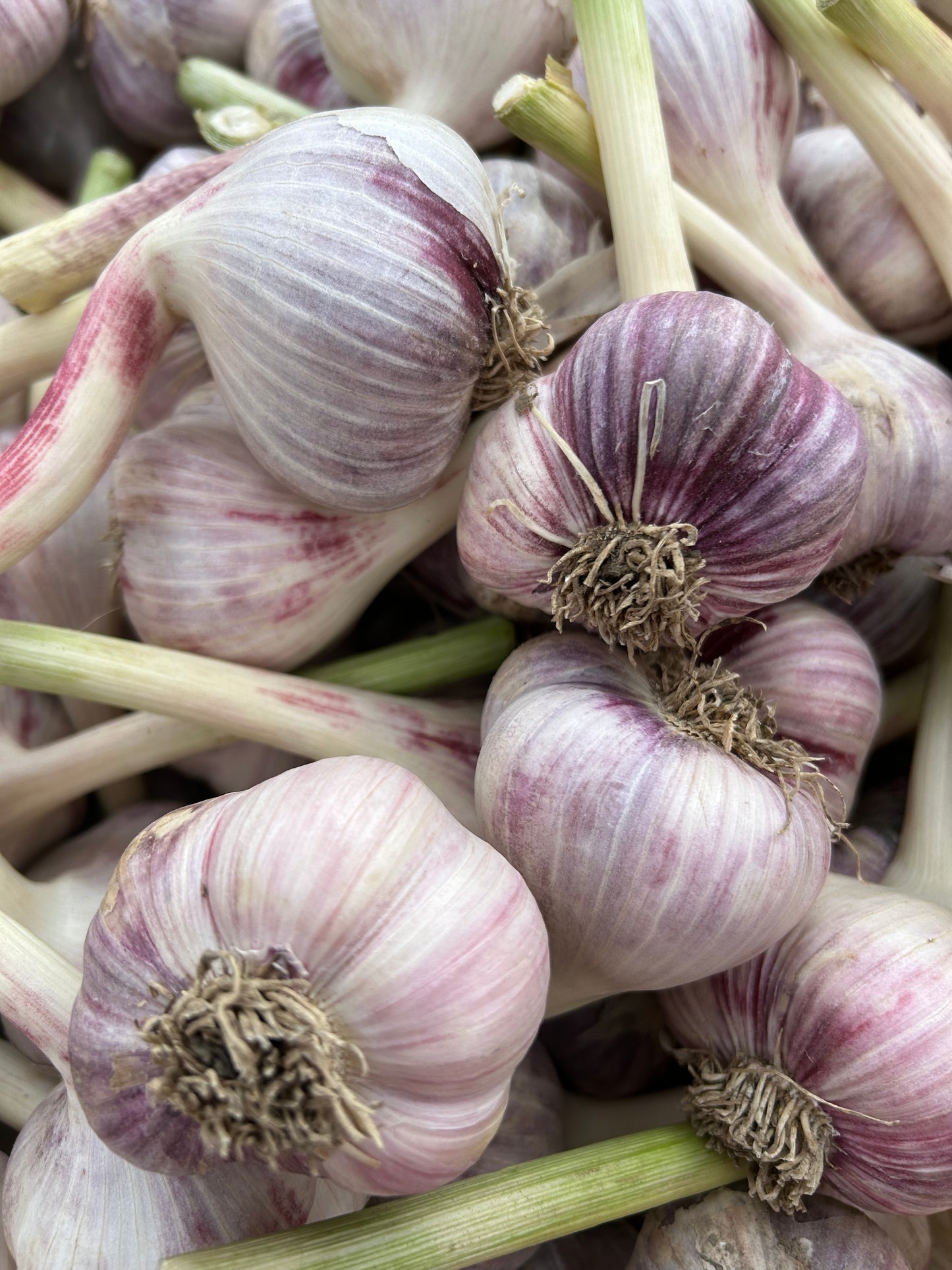 Red Russian Garlic Bulbs