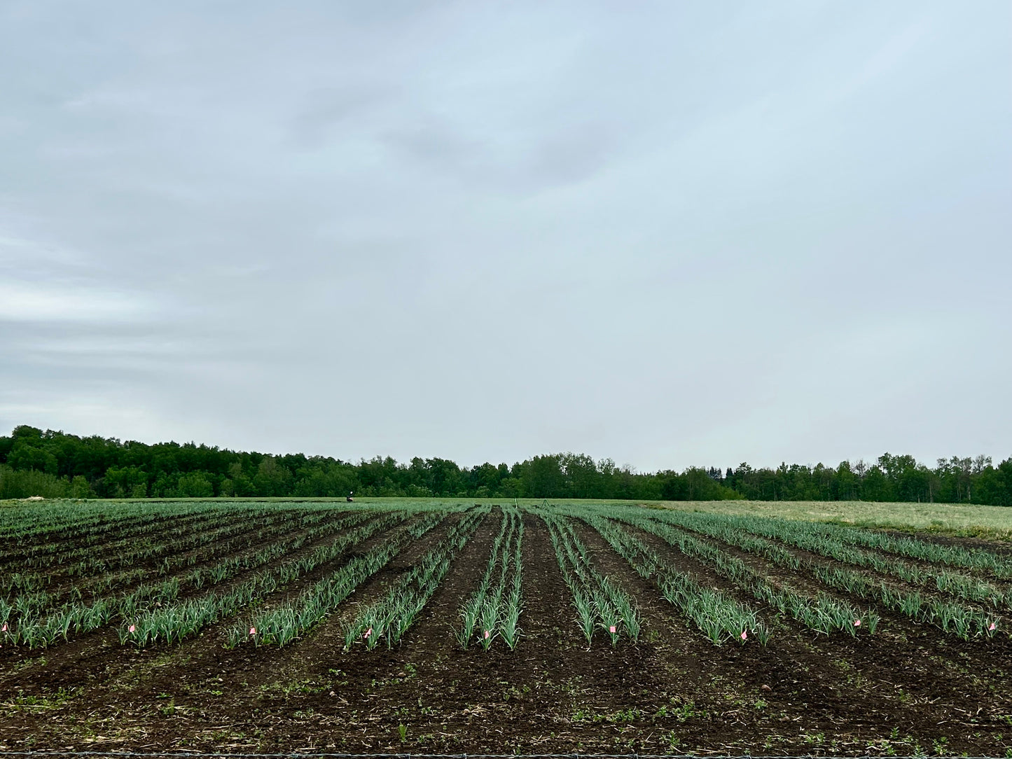 Pre-Order: Red Russian Garlic by the Pound