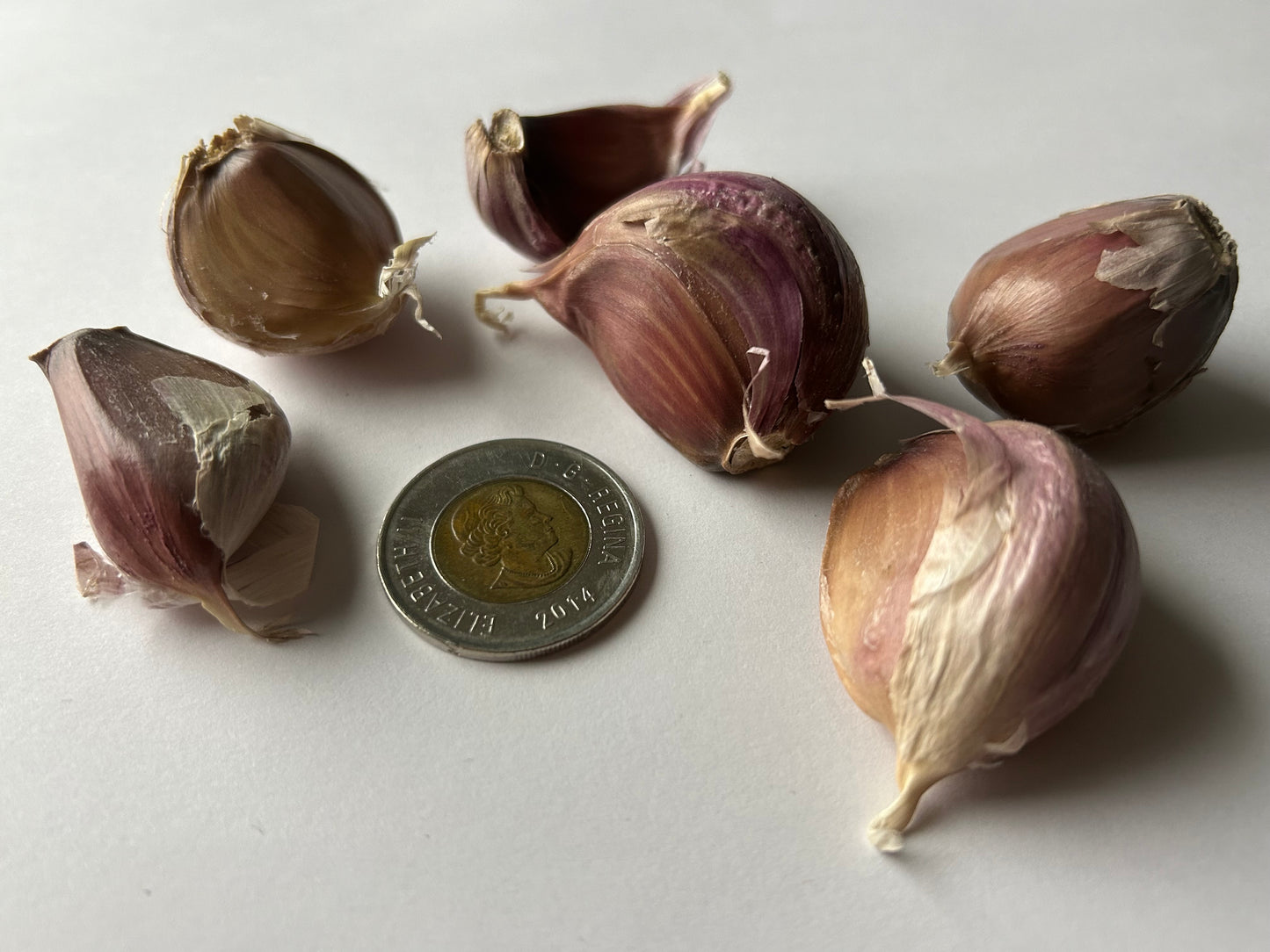 Pre-Order: Red Russian Garlic by the Pound